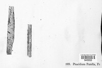 Phacidium patella image